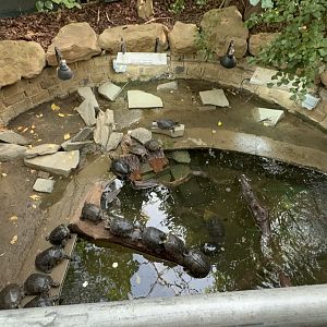 Terrapins at Tropical World (October 2024)