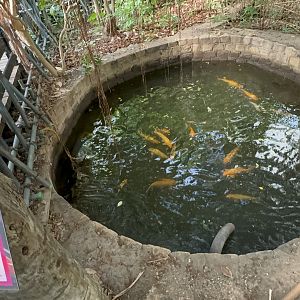 Koi Pond at Tropical World (October 2024)