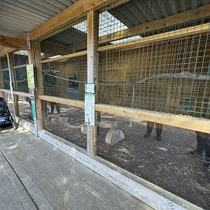Common Palm Civet Enclosure at Wentworth Garden Centre (May 2025)