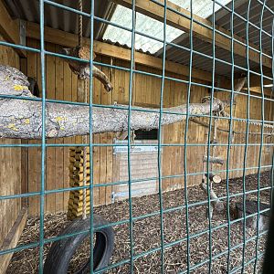 Common Palm Civet Enclosure at Wentworth Garden Centre (May 2025)