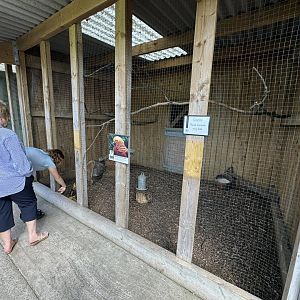 Golden Pheasant Enclosure at Wentworth Garden Centre (May 2025)