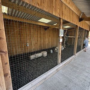 Indian Peafowl Enclosure at Wentworth Garden Centre (May 2025)