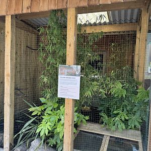 Common Hill Myna Enclosure at Wentworth Garden Centre (May 2025)