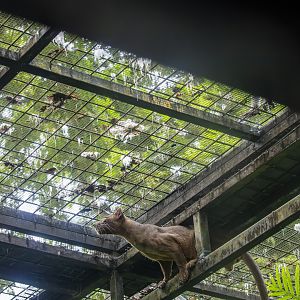 Fossa and wild Crab-eating macaque
