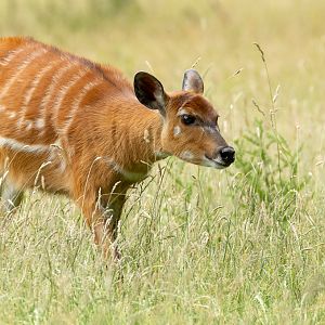 Sitatunga (Western sitatunga) : Whipsnade : 22 Jun 2025