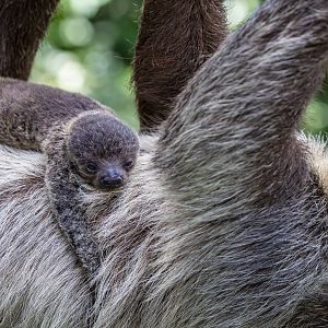New baby Linne's Two-toed Sloth (Choloepus didactylus)