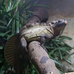 Philippine Sailfin Lizard