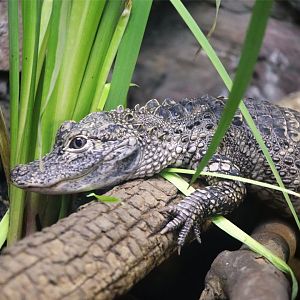 Chinese Alligator
