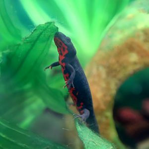 Oriental Fire-bellied Newt