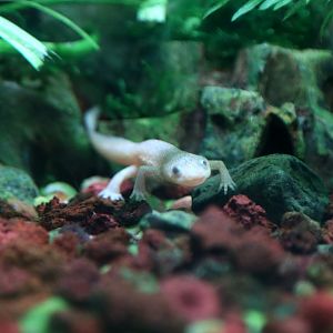 Sharp-ribbed Salamander