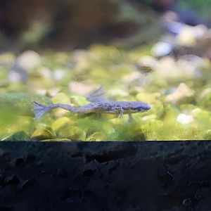 Congo Dwarf Clawed Frog (Hymenochirus boettgeri)
