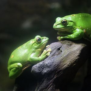 Blanford's Whipping Frog