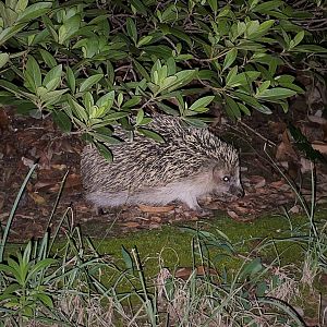 Amur Hedgehog (Erinaceus amurensis)