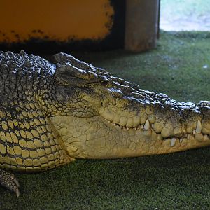 Unknown Crocodile ID - Reptile Gardens
