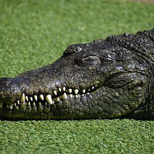 Unknown Crocodile ID - Reptile Gardens