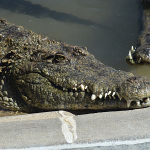 Unknown Crocodiles ID - Reptile Gardens
