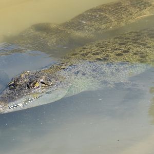 Unknown Crocodiles ID - Reptile Gardens