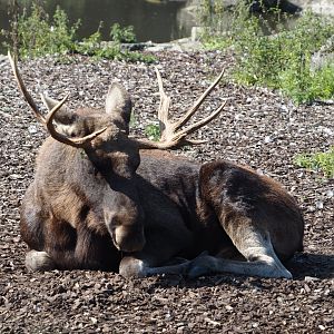 Eurasian moose (Alces alces alces), 2024-09-17