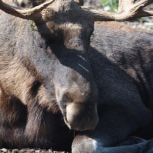 Eurasian moose (Alces alces alces), 2024-09-17