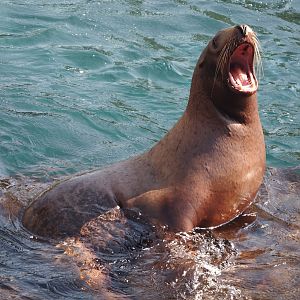 Steller's sea lion (Eumetopias jubatus), 2024-09-17