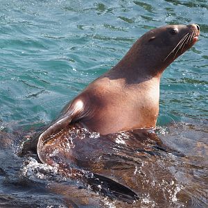 Steller's sea lion (Eumetopias jubatus), 2024-09-17