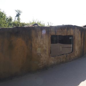 Eurasian beaver den, now with viewing window, 2024-09-17