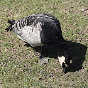 Wild Barnacle goose (Branta leucopsis), 2024-09-17