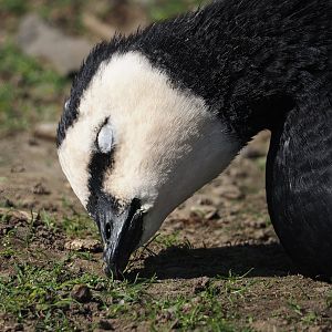 Wild Barnacle goose (Branta leucopsis), 2024-09-17