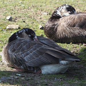 Hybrid of Wild Western greylag goose (Anser anser anser) and Introduced Canada goose (Branta canadensis), 2024-09-17