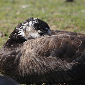 Hybrid of Wild Western greylag goose (Anser anser anser) and Introduced Canada goose (Branta canadensis), 2024-09-17