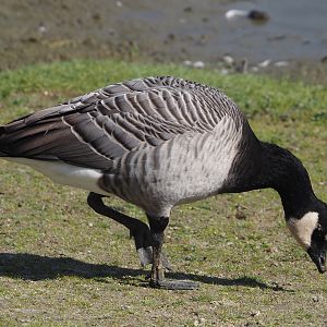 Hybrid of Introduced Cackling goose (Branta hutchinsii) and Wild Barnacle goose (Branta leucopsis), 2024-09-17