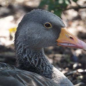Western greylag goose (Anser anser anser), 2024-09-17