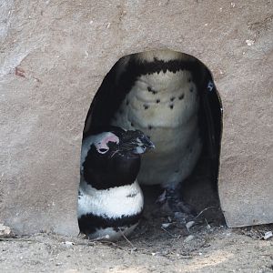 African penguins (Spheniscus demersus) in nest box, 2024-09-17