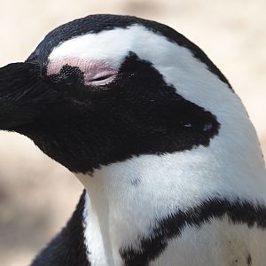 African penguin (Spheniscus demersus), 2024-09-17