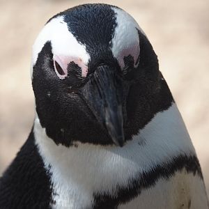 African penguin (Spheniscus demersus), 2024-09-17