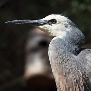 White-faced heron (Egretta novaehollandiae), 2024-09-17