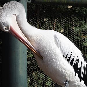 Australian pelican (Pelecanus conspicillatus), 2024-09-17