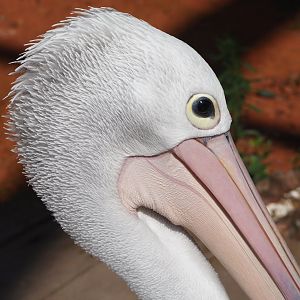 Australian pelican (Pelecanus conspicillatus), 2024-09-17