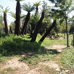 Part of the Emu, Eastern grey Kangaroo, Red kangaroo and Swamp wallaby walk-through exhibit with Tasmanian tree ferns, 2024-09-17