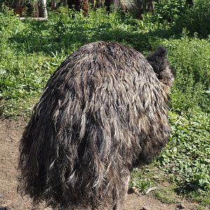 Emu (Dromaius novaehollandiae), 2024-09-17