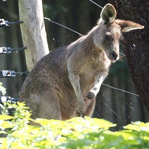 Eastern grey kangaroo (Macropus giganteus), 2024-09-17