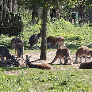 Red kangaroo (Osphranter rufus), 2024-09-17