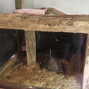 Common wombat (Vombatus ursinus hirsutus) sleeping in den, 2024-09-17