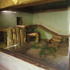 Common wombat indoor exhibit, 2024-09-17