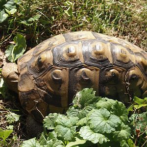Eastern Hermann's tortoise (Testudo hermanni boettgeri), 2024-09-17