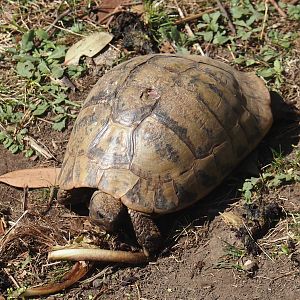 Eastern Hermann's tortoise (Testudo hermanni boettgeri), 2024-09-17