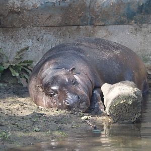 Western pygmy hippopotamus (Choeropsis liberiensis liberiensis), 2024-09-17