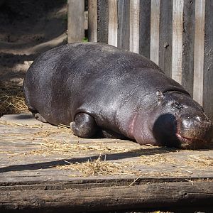 Western pygmy hippopotamus (Choeropsis liberiensis liberiensis), 2024-09-17