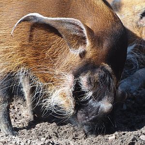Red river hog (Potamochoerus porcus), 2024-09-17