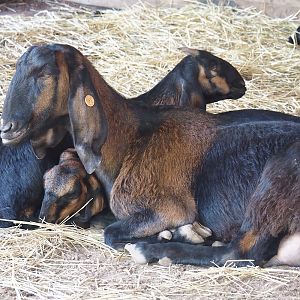 Anglo-Nubian goats (Capra hircus), 2024-09-17